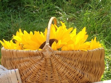 tournesol soleil