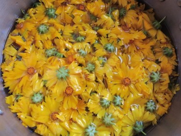 bain de fleurs de coreopsis