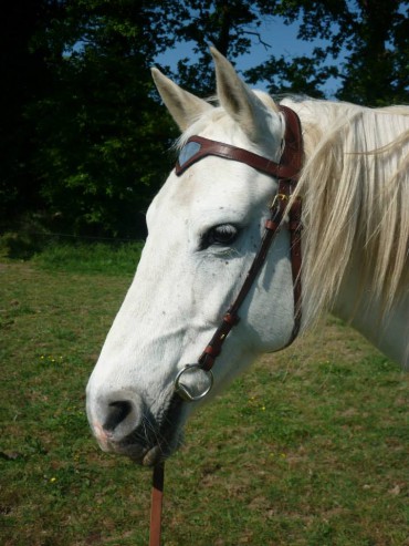 Bridon cheval cuir vachette havane